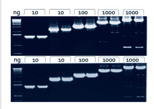 1st cDNA Synthesis Kit