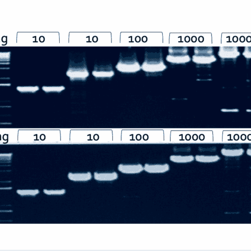 1st cDNA Synthesis Kit