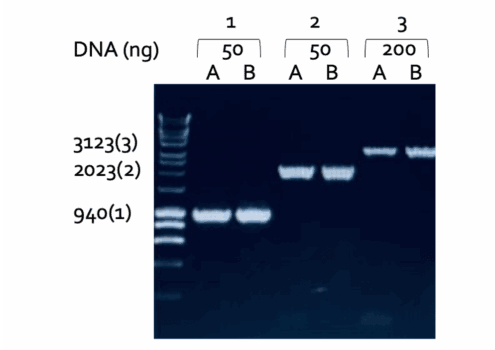2x HotStart Taq Mix With Dye