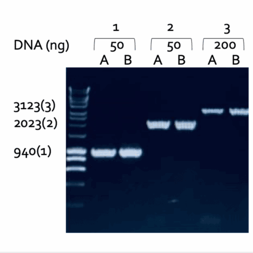 2x HotStart Taq Mix With Dye