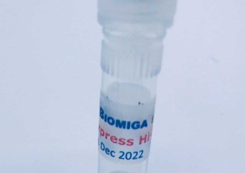 Express Hi Fi DNA Polymerase